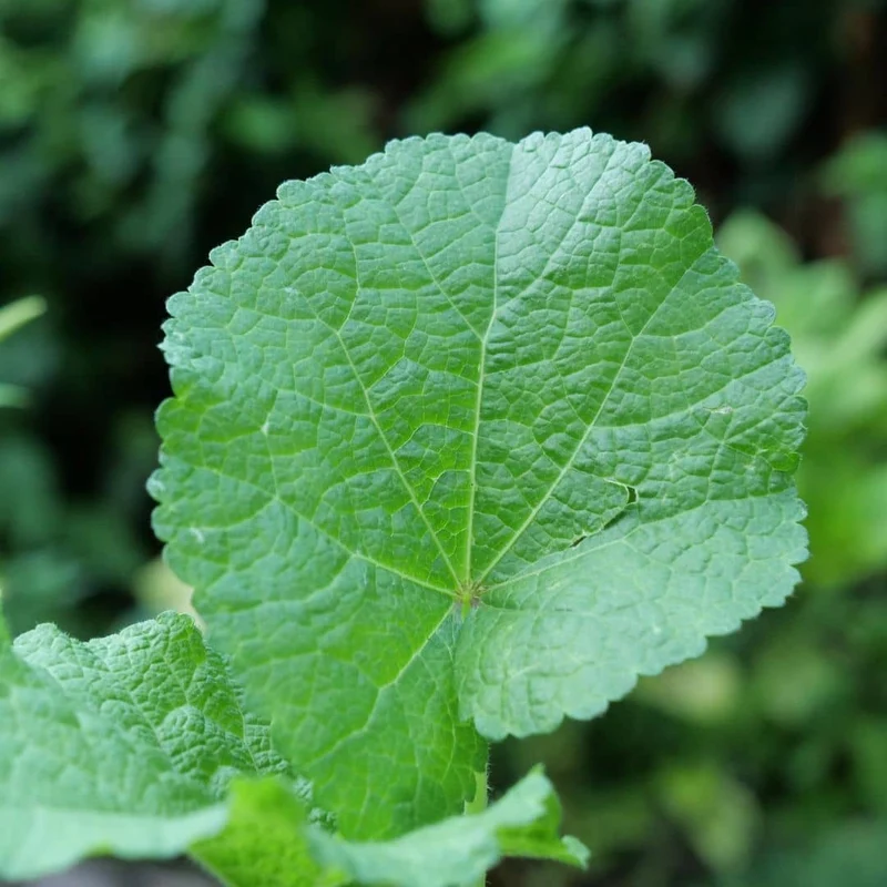 Rose trémière noire Nigra — Graines ou plant