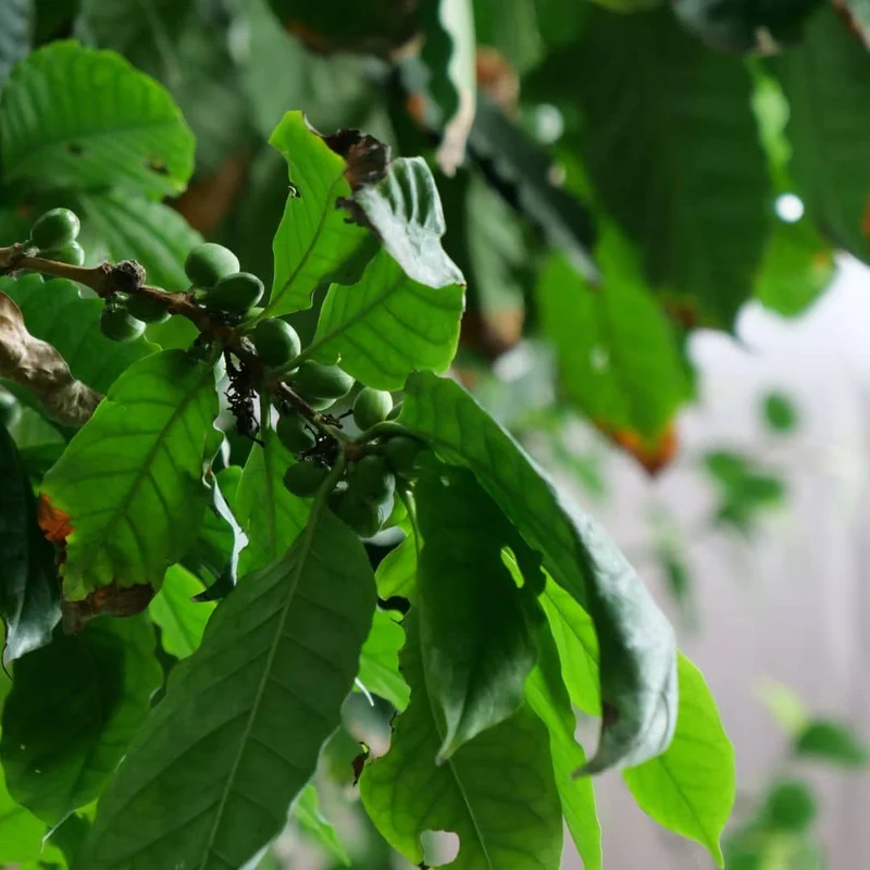 Caféier nain Nana — Graines ou plant