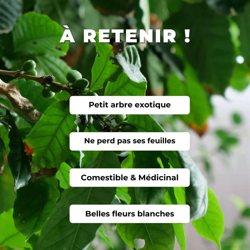 Caféier nain Nana — Graines ou plant