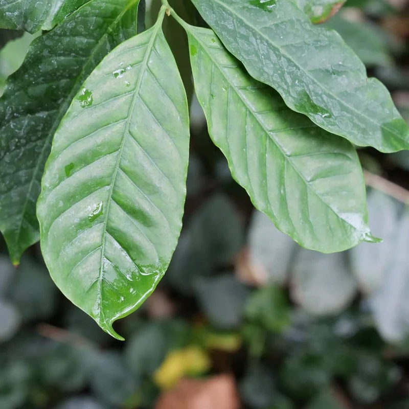 Caféier nain Nana — Graines ou plant