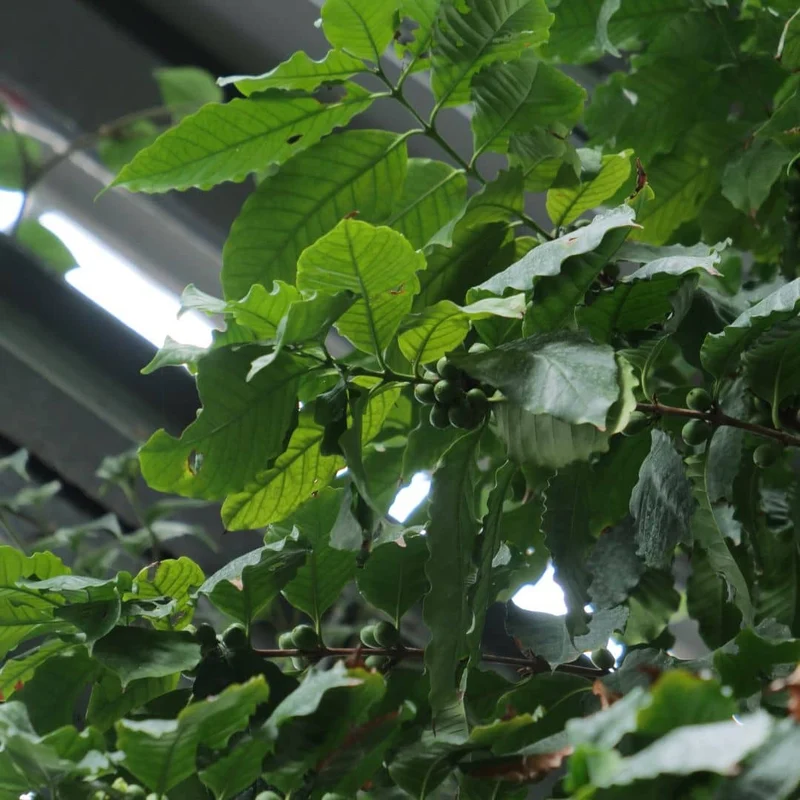 Caféier nain Nana — Graines ou plant