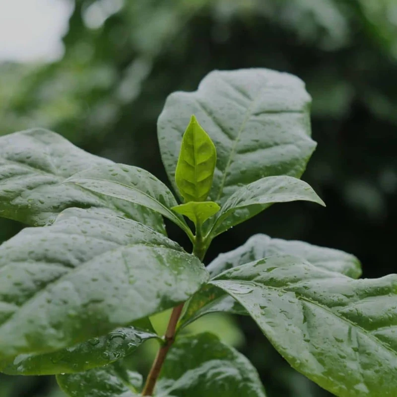 Caféier nain Nana — Graines ou plant