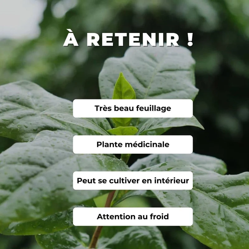 Caféier nain Nana — Graines ou plant