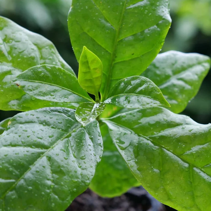 Caféier nain Nana — Graines ou plant