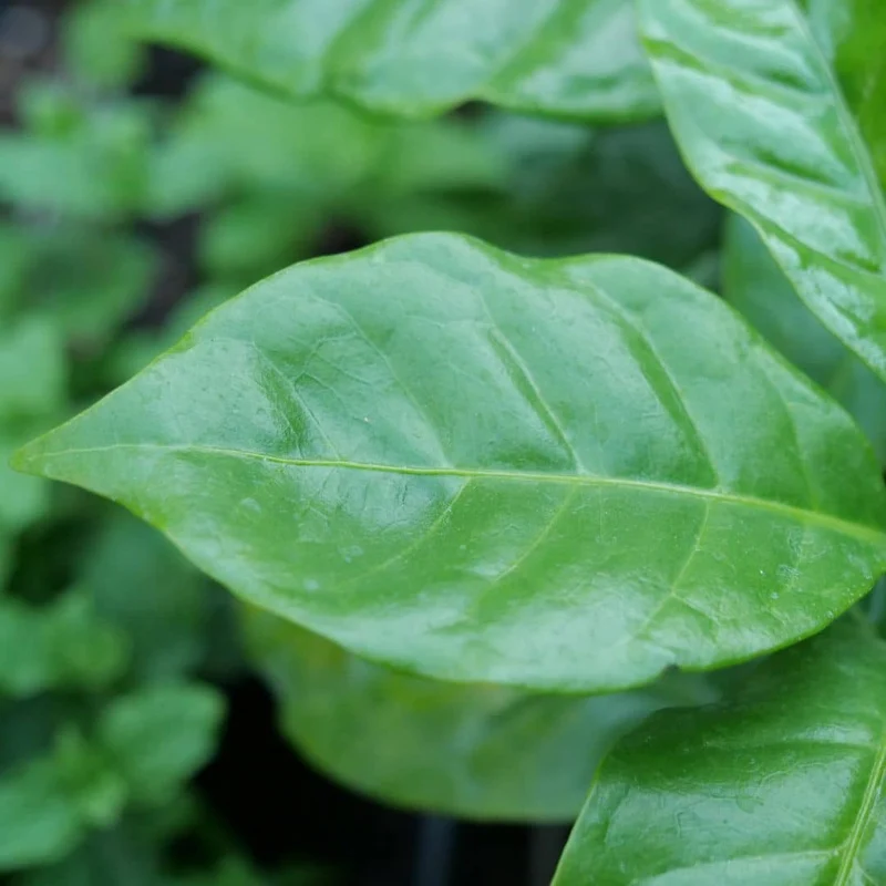 Caféier nain Nana — Graines ou plant