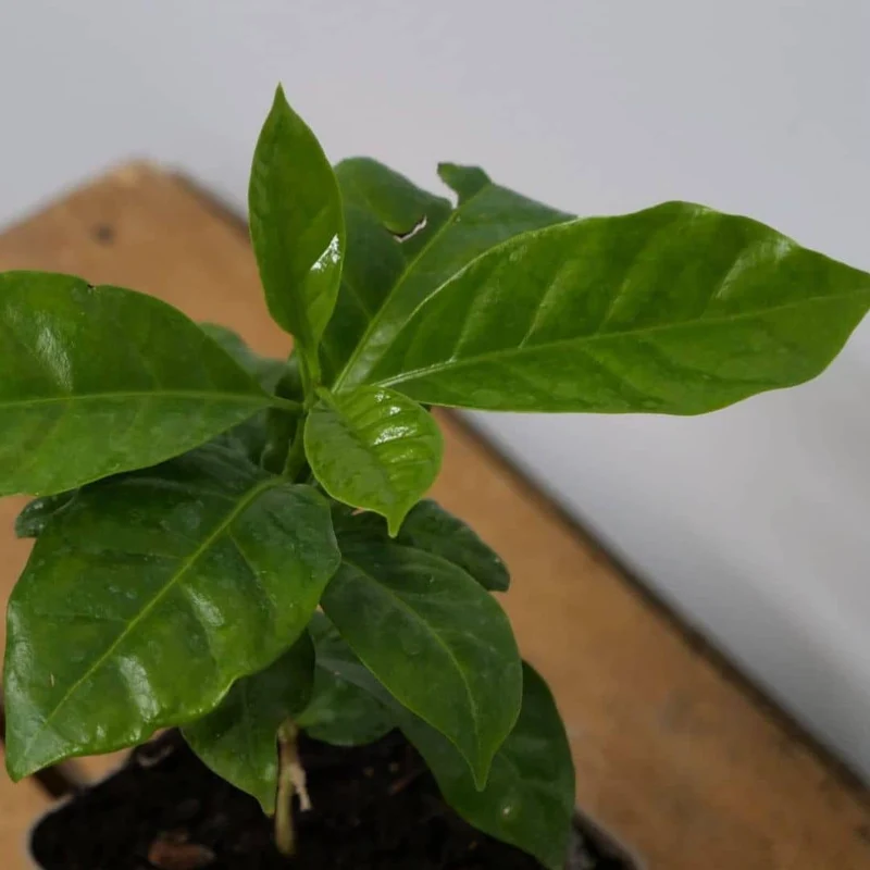 Caféier nain Nana — Graines ou plant