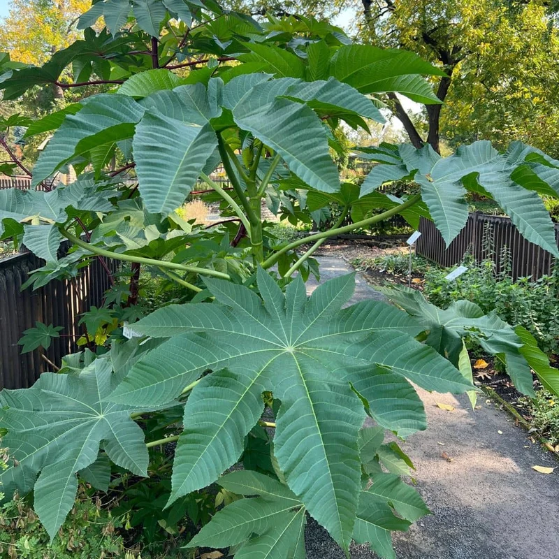 Ricin commun — Graines ou plant