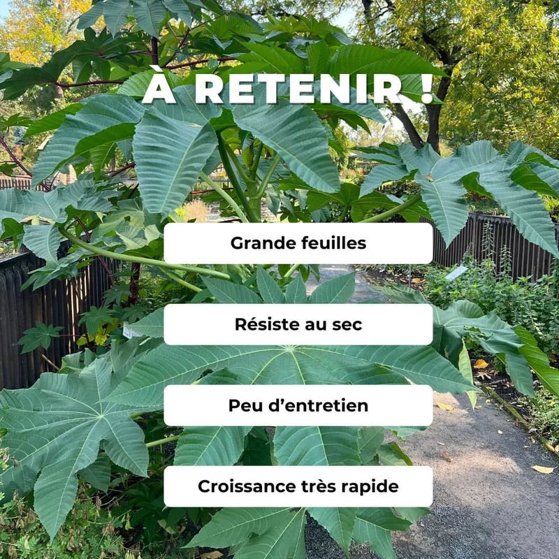 Ricin commun — Graines ou plant