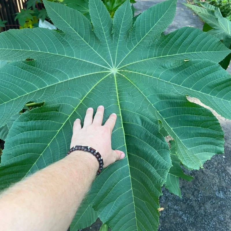 Ricin commun — Graines ou plant