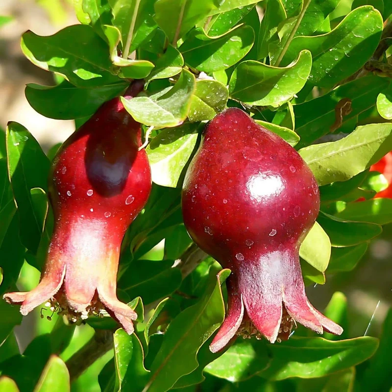 Grenadier nain — Graines ou plant