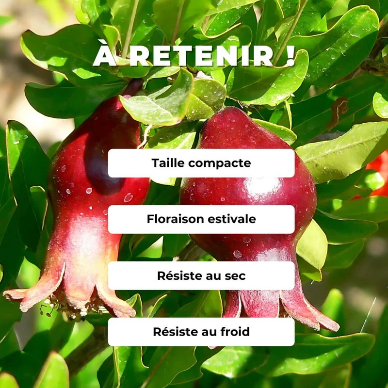 Grenadier nain — Graines ou plant