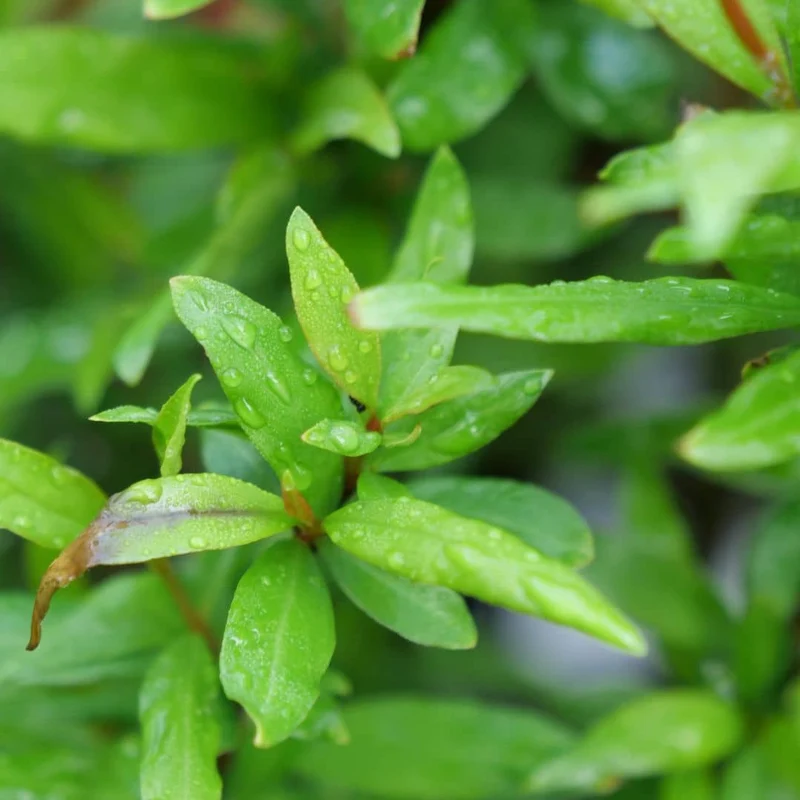 Grenadier nain — Graines ou plant