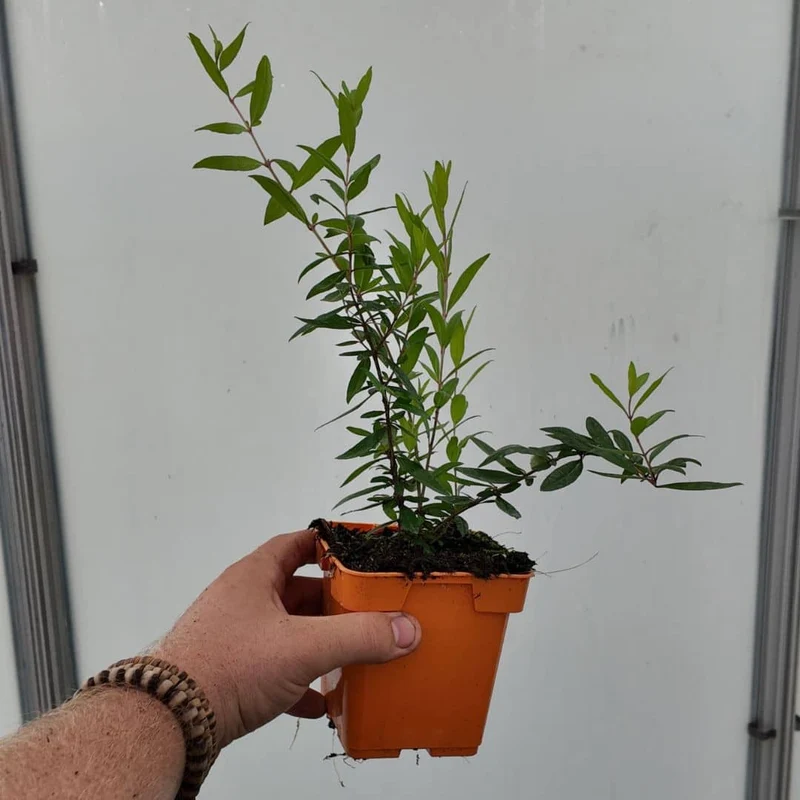 Grenadier nain — Graines ou plant