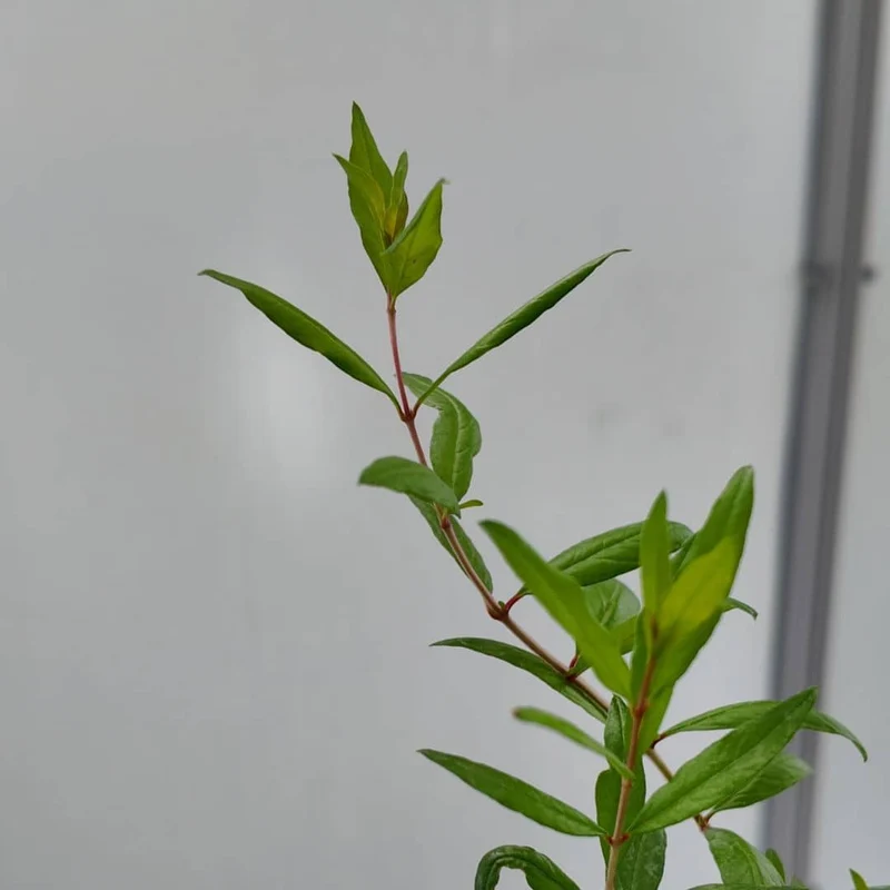 Grenadier nain — Graines ou plant