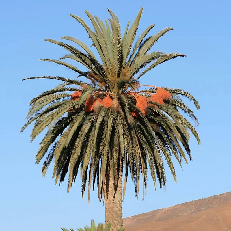 Palmier des Canaries — Graines