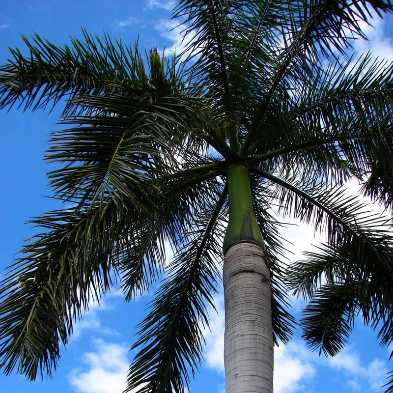 Palmier royal de Cuba — Graines