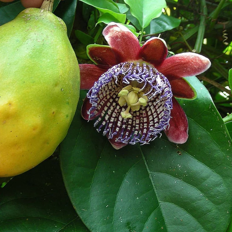 Passiflore ailée — Graines
