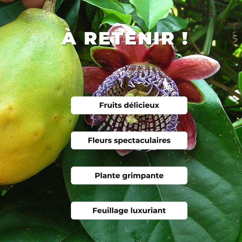 Passiflore ailée — Graines
