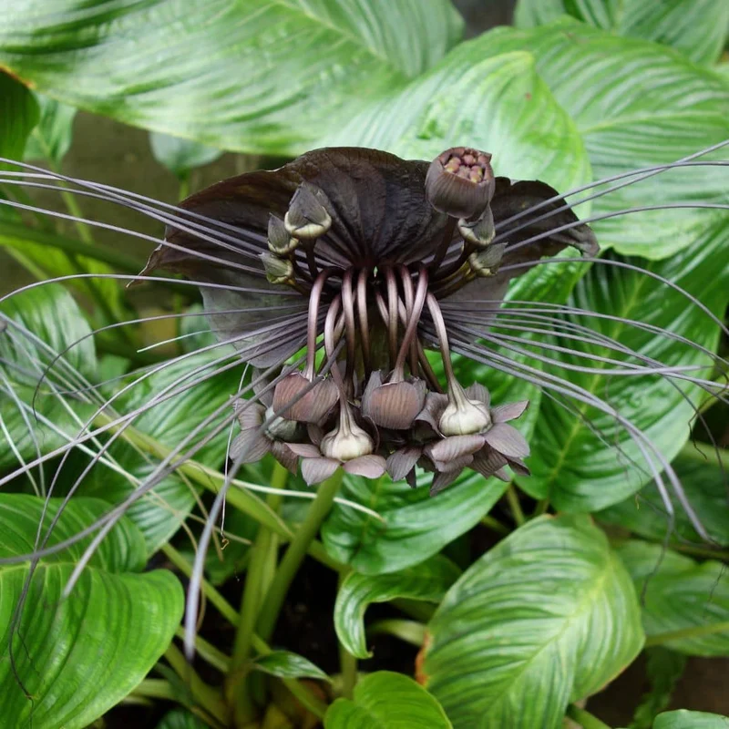 Fleur chauve-souris — Graines