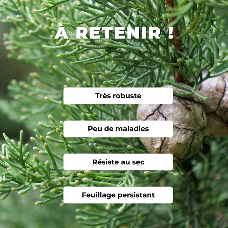 Cyprès méditerranéen — Graines