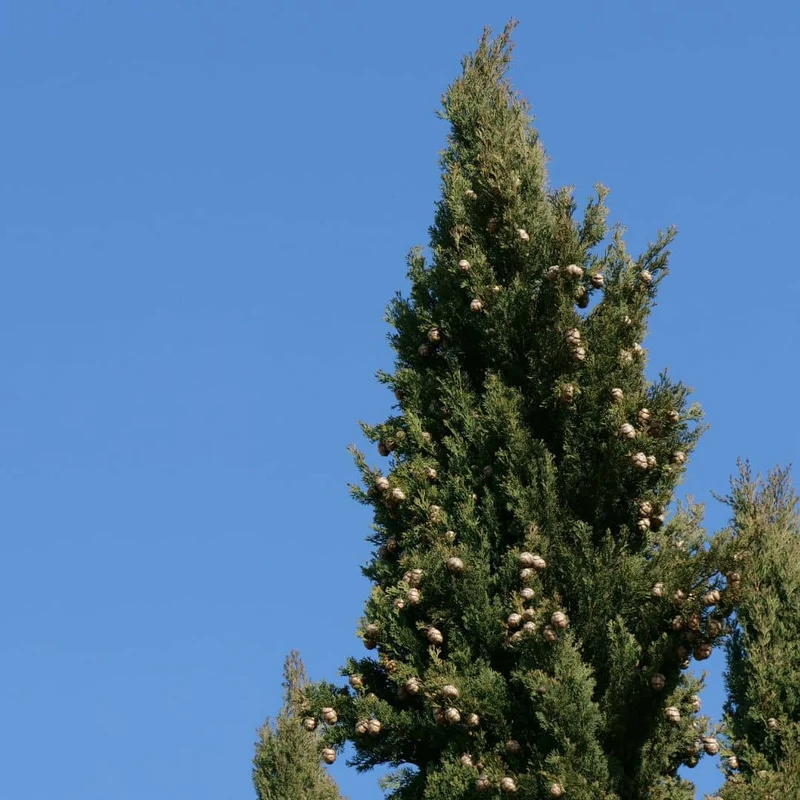Cyprès méditerranéen — Graines