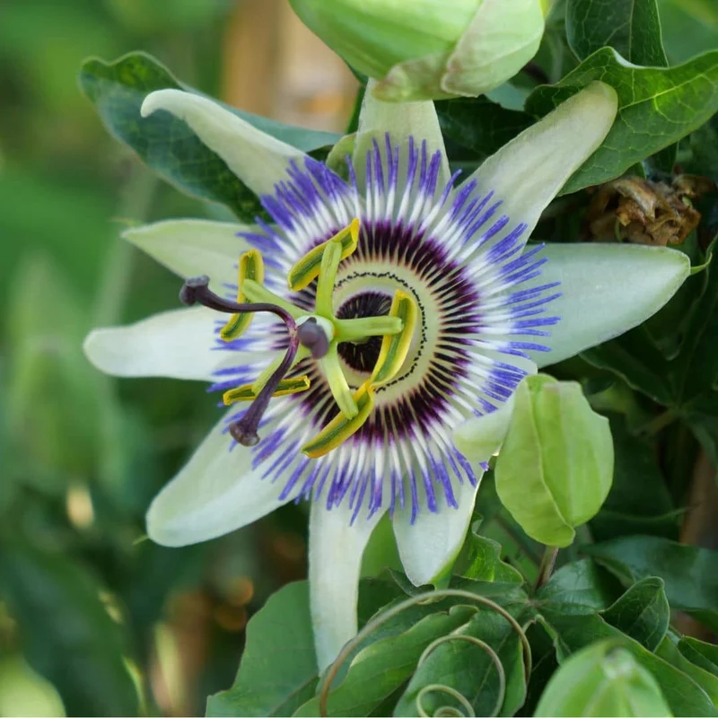 Passiflore bleue — Graines
