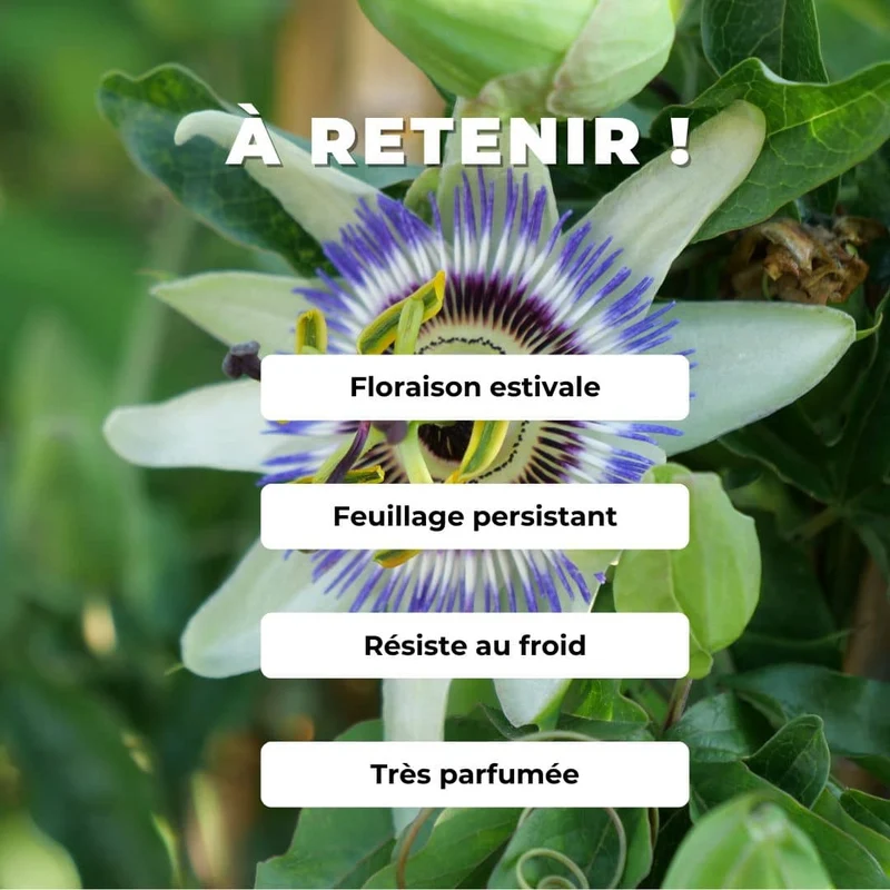Passiflore bleue — Graines