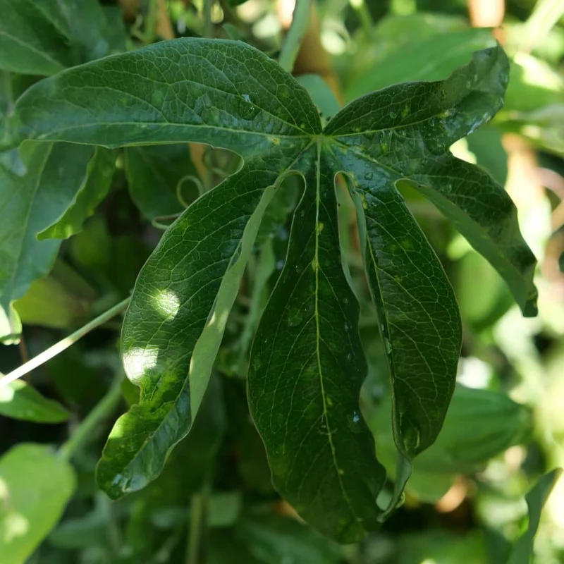 Passiflore bleue — Graines