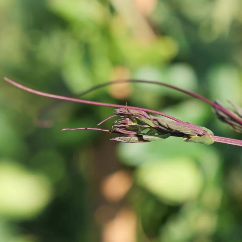 Passiflore bleue — Graines