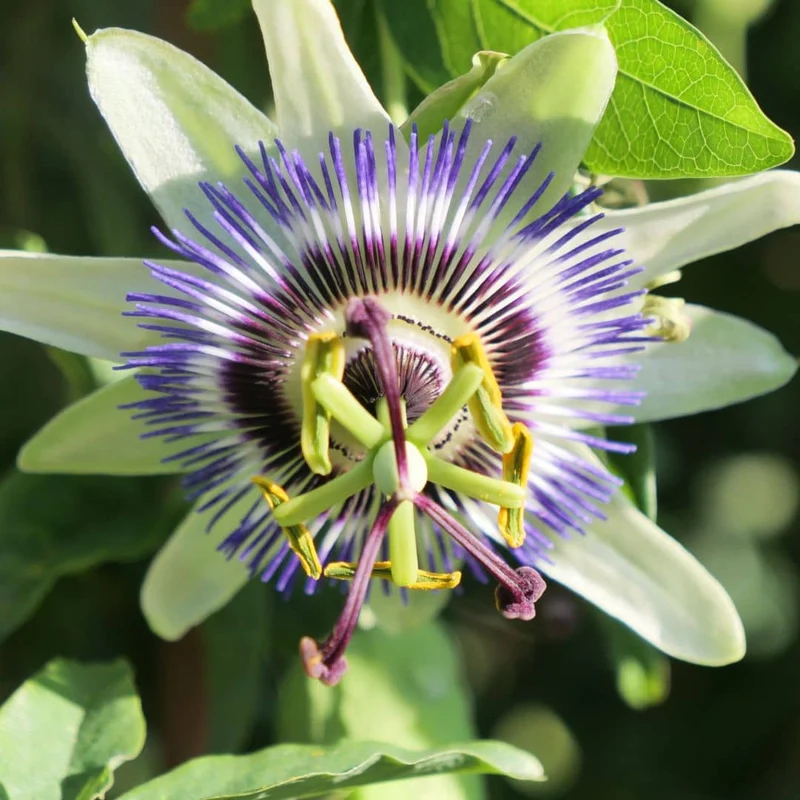 Passiflore bleue — Graines