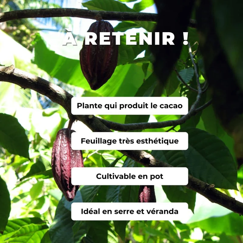 Cacaotier — Graines