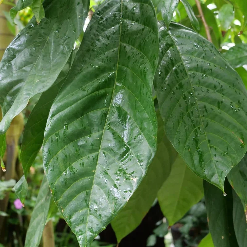 Cacaotier — Graines