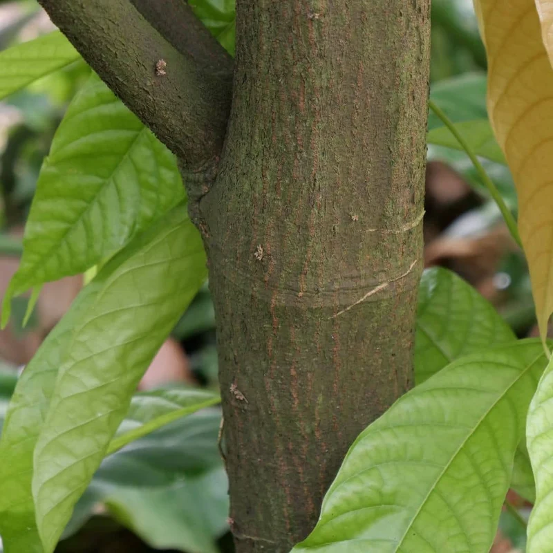 Cacaotier — Graines
