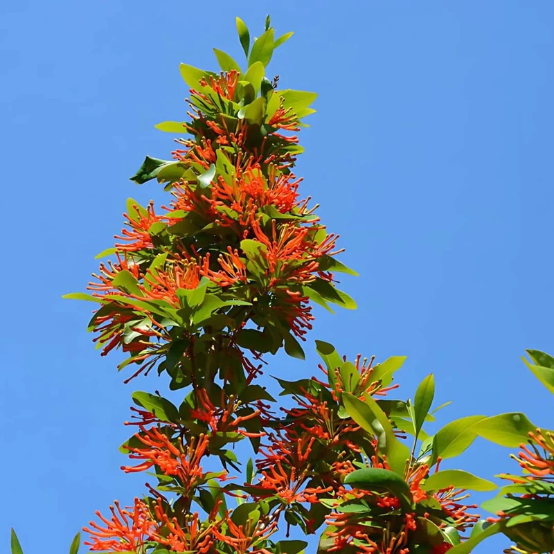 Arbre de feu du Chili — Graines