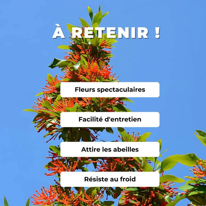 Arbre de feu du Chili — Graines