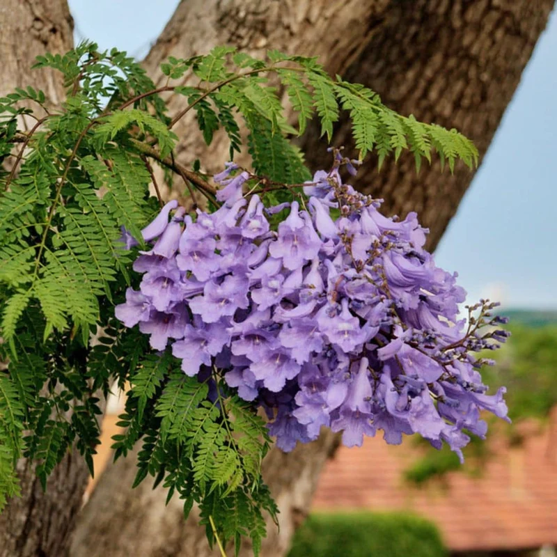 Flamboyant bleu — Graines ou plant