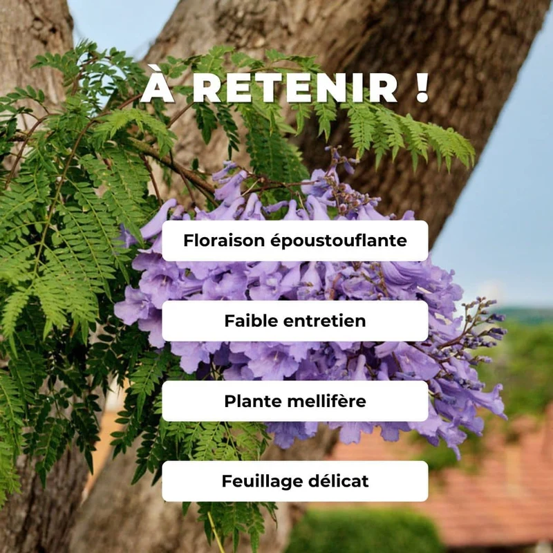 Flamboyant bleu — Graines ou plant