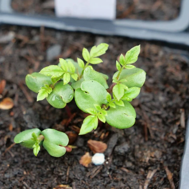 Flamboyant bleu — Graines ou plant