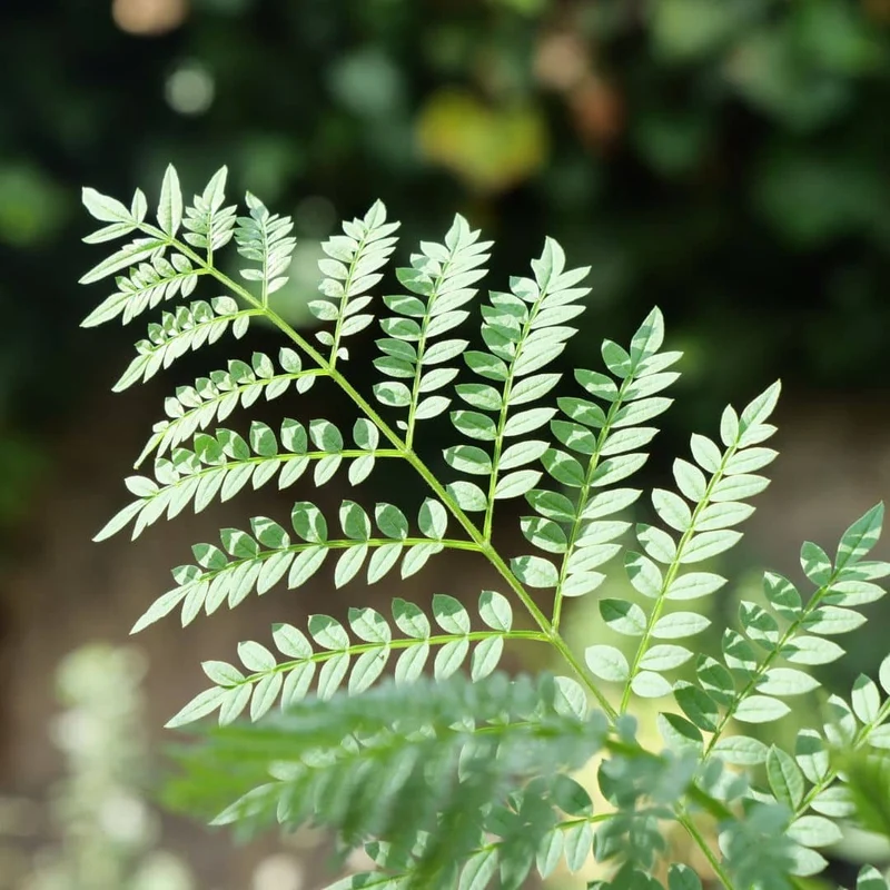 Flamboyant bleu — Graines ou plant