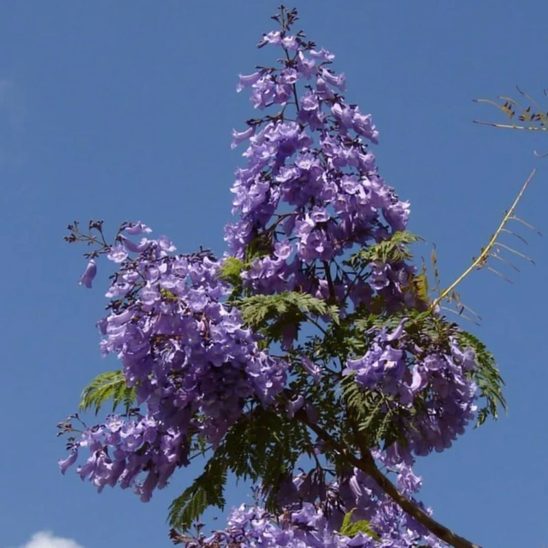 Flamboyant bleu — Graines ou plant