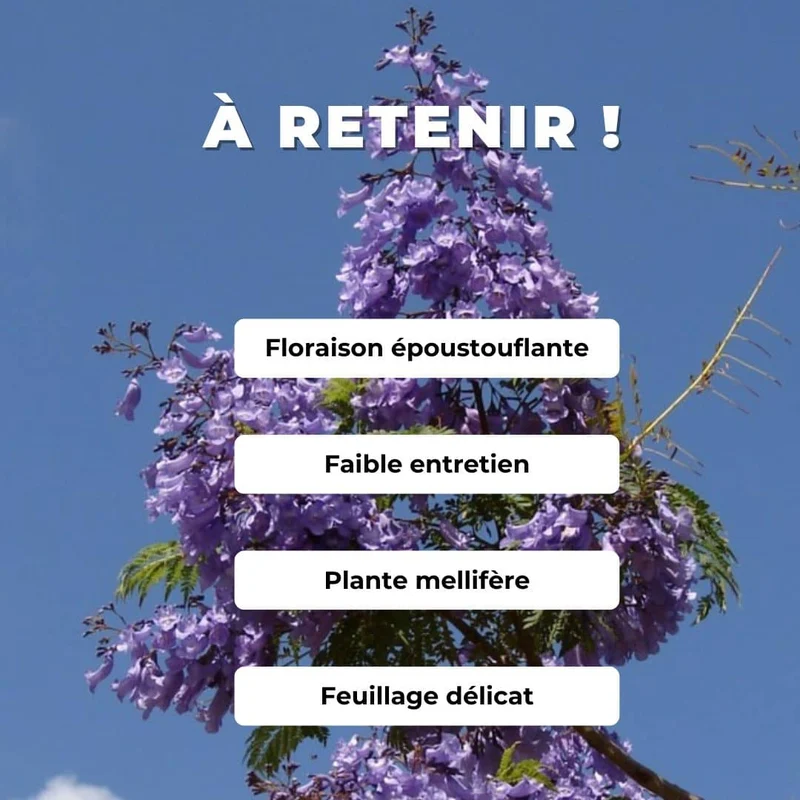 Flamboyant bleu — Graines ou plant