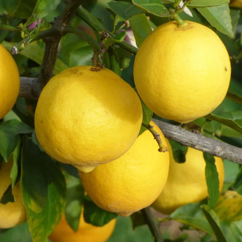 Citron Meyer — Graines