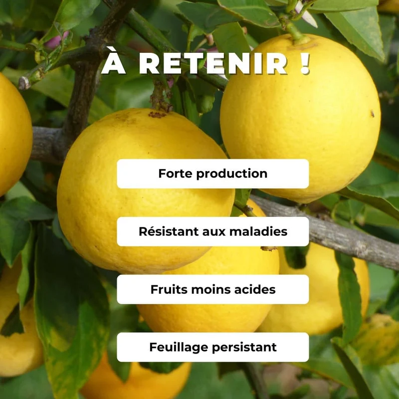 Citron Meyer — Graines