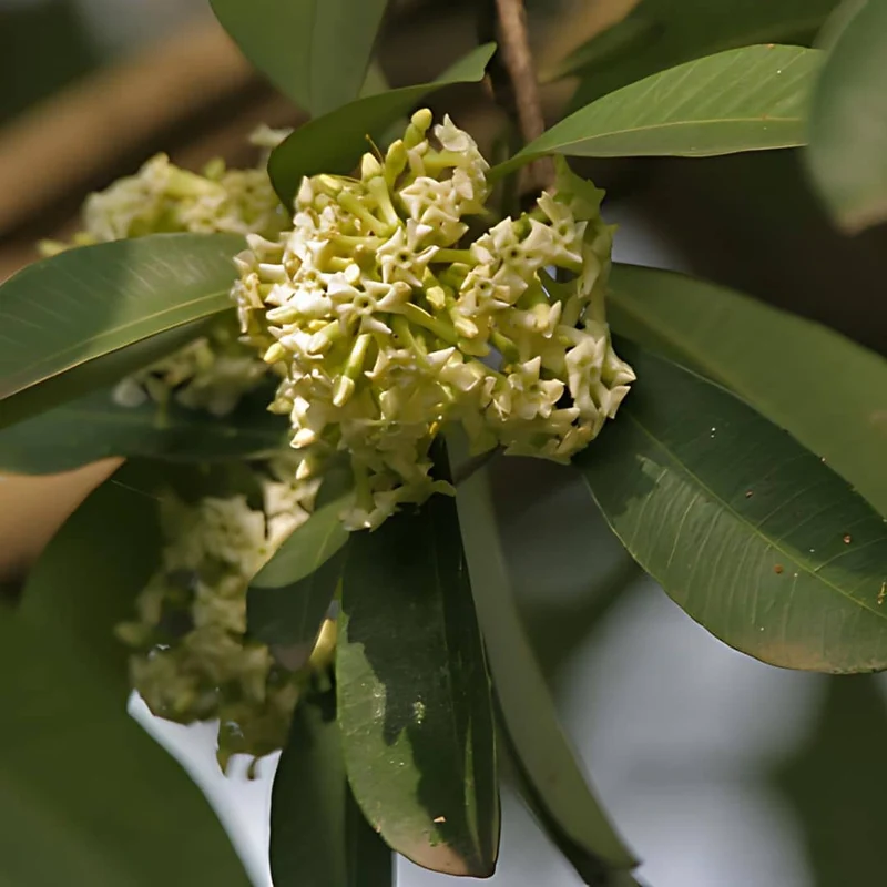 Quinquina d’Inde — Graines