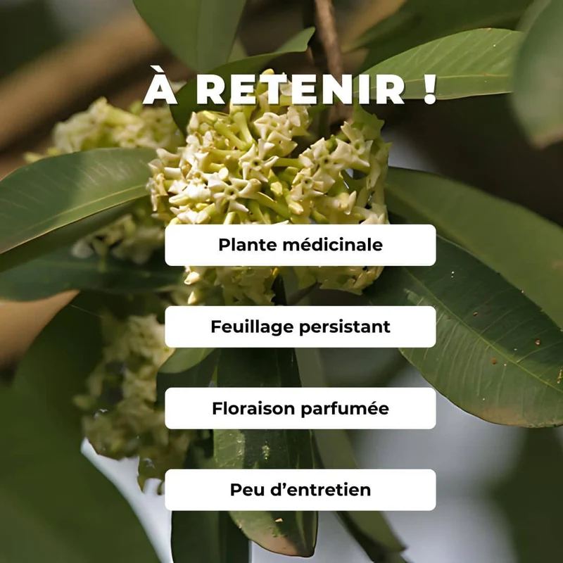 Quinquina d’Inde — Graines