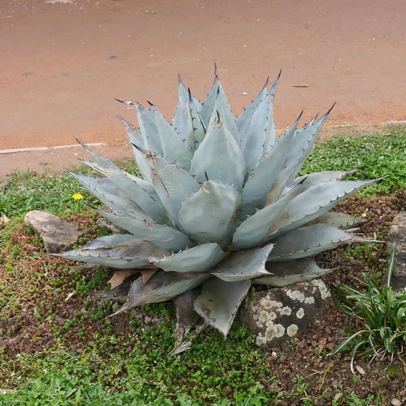 Agave de Havard — Graines
