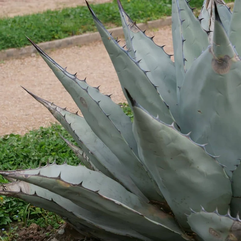 Agave de Havard — Graines