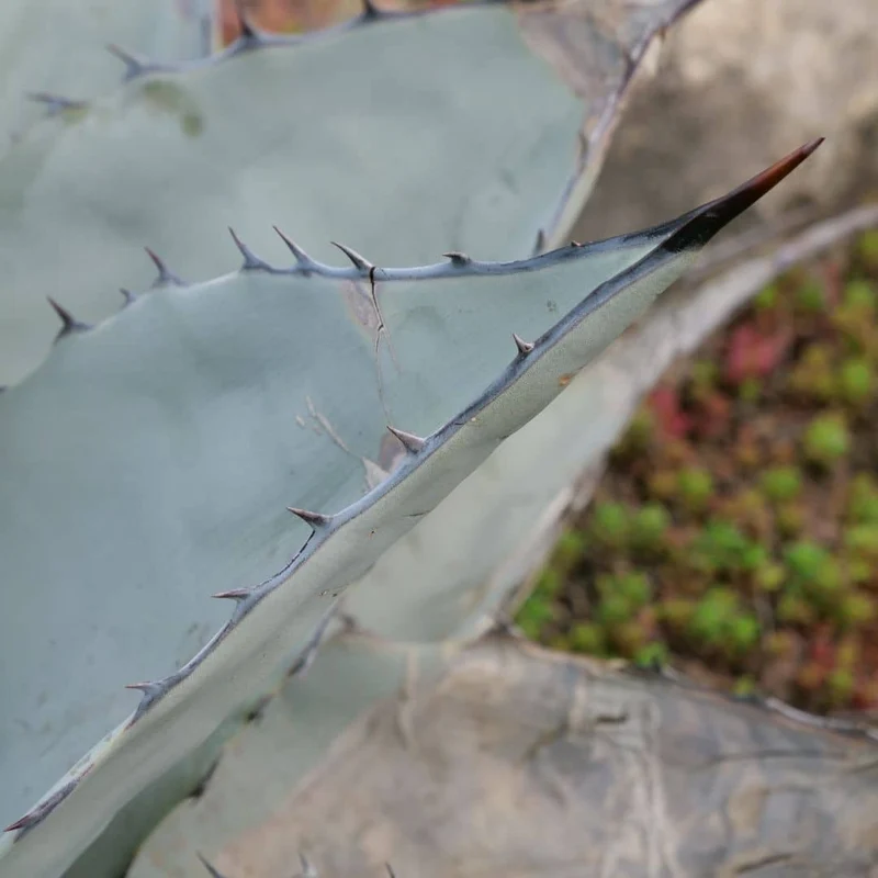 Agave de Havard — Graines