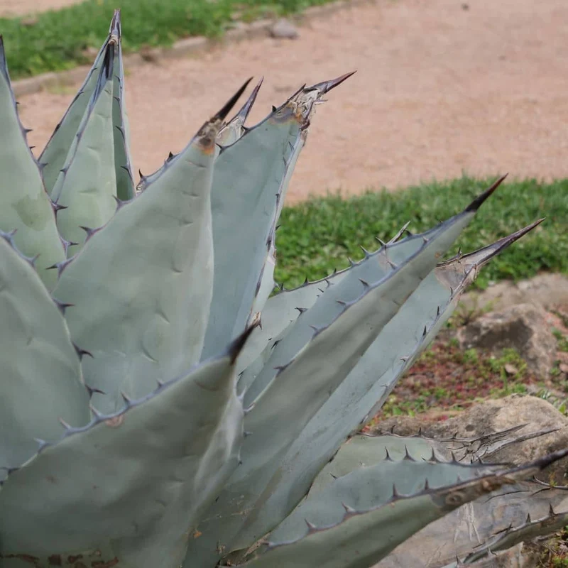 Agave de Havard — Graines