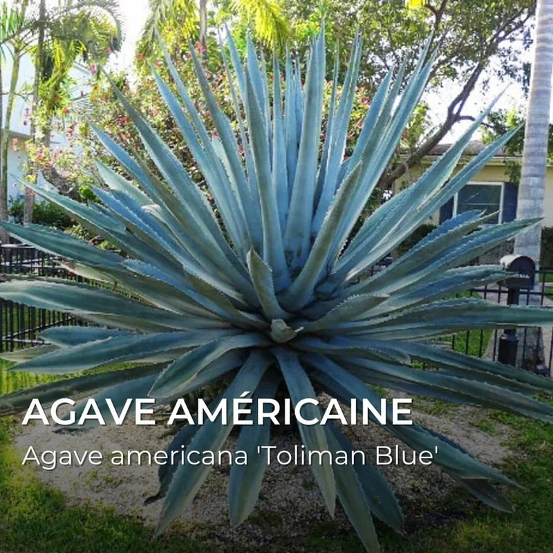 Agave Toliman Blue — Graines